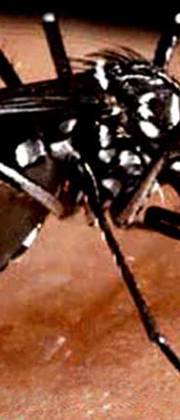 Karnataka sees sharp rise in dengue cases Karnataka sees sharp rise in dengue cases